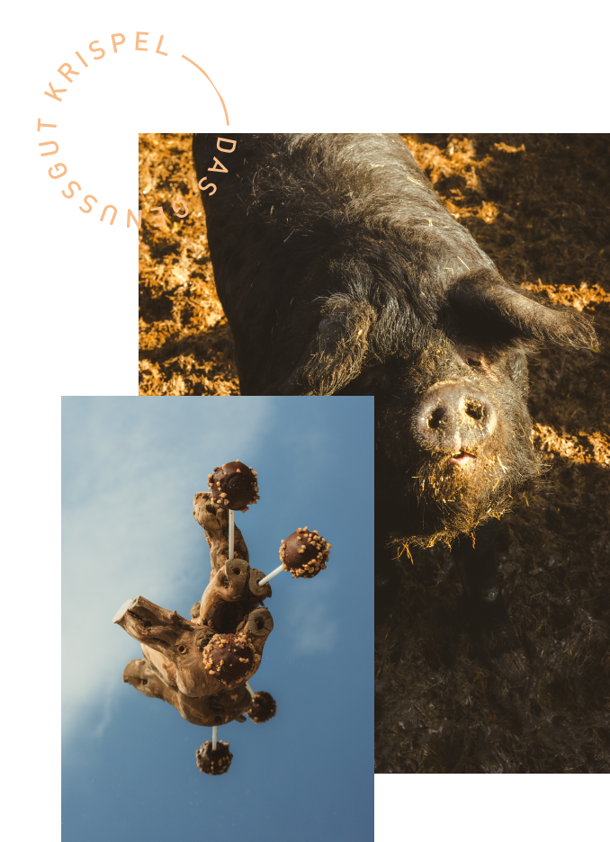 Wollschwein und Wollschweingericht.