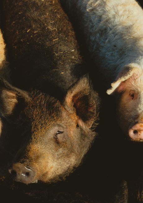 Zufriedene Wollschweine im Freigelände des Weinguts Krispel.